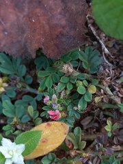 Magnoliopsida
