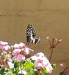 Papilio demodocus demodocus