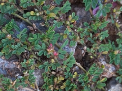 Magnoliopsida