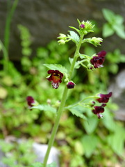 Scrophularia peregrina
