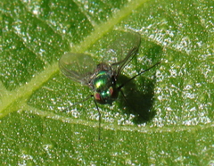 Dolichopodidae