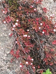 Persicaria capitata