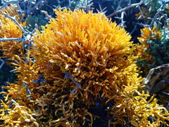 Dufourea flammea