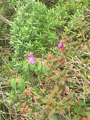 Melastomeae