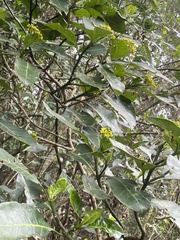 Psychotria capensis