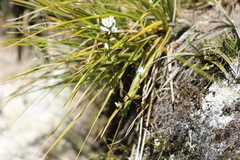 Gentianella montana