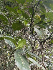 Psychotria capensis