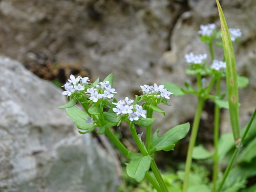 Image of Valerianella echinata by (c) Grzegorz Grzejszczak, some rights reserved (CC BY-SA)
