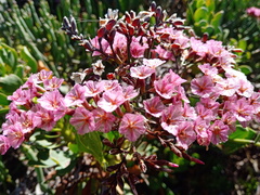 Limonium peregrinum