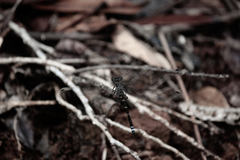 Caledopteryx maculata