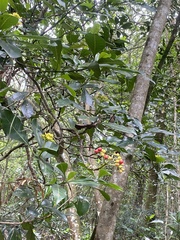 Psychotria capensis