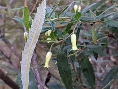 Billardiera mutabilis