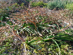 Trachyandra divaricata