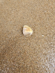 Latona madagascariensis