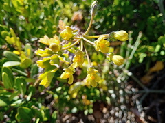 Pelargonium gibbosum