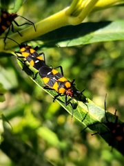 Oncopeltus famelicus