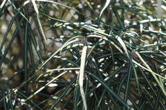 Olearia lacunosa