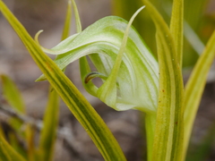 Pterostylis graminea