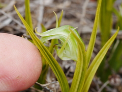 Pterostylis graminea