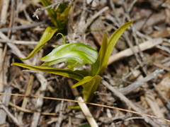 Pterostylis graminea