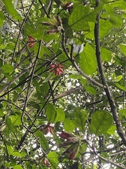 Burchellia bubalina