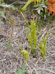 Pterostylis graminea
