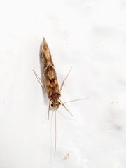 Hydrobiosidae