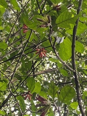 Burchellia bubalina