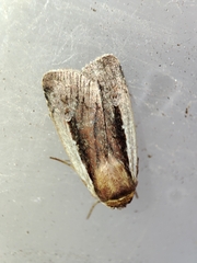 Ochropleura leucogaster