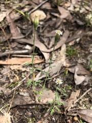 Vittadinia