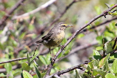 Phylloscopus griseolus