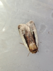 Ochropleura leucogaster