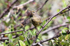 Phylloscopus griseolus