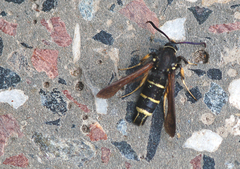 Paranthrene tabaniformis