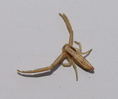 Runcinia acuminata