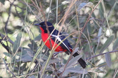 Laniarius atrococcineus