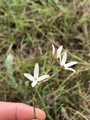 Kohautia amatymbica
