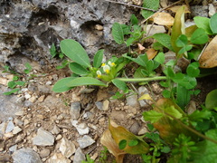 Tripodion tetraphyllum