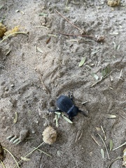 Gonopus