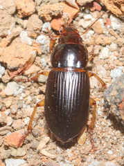 Harpalini