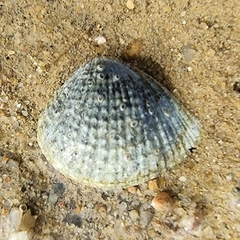 Anomalodiscus squamosus