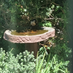 Laniarius ferrugineus