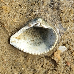 Anomalodiscus squamosus