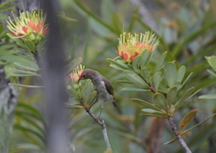 Myzomela caledonica