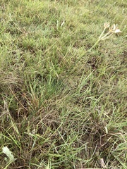 Kohautia amatymbica