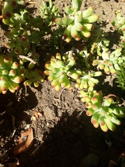 Sedum pachyphyllum