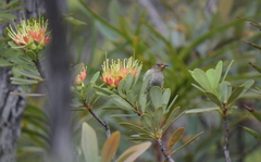 Myzomela caledonica