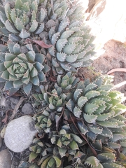 Aloe brevifolia