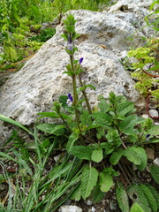 Salvia viridis