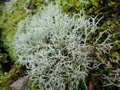 Cladonia rangiformis